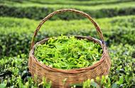 春茶、夏茶和秋茶的区别是什么？