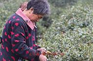 记者深度调研：人工采茶在干旱和疫情中的困境，信阳毛尖能否逆境求生？