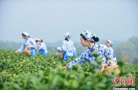 河南首部茶业保护法今日正式实施，信阳毛尖茶获得法律保障