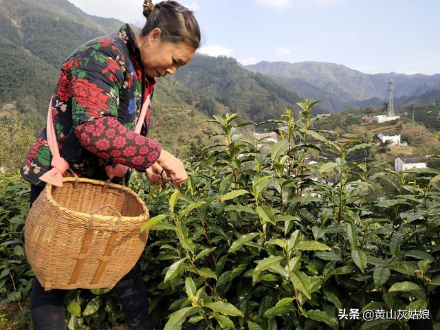 中国十大名茶-黄山毛峰，原产地富溪高山茶园正式开采
