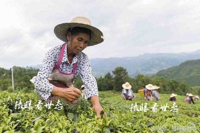 高温下的劳动者，这些农村妇女冒着酷暑上山赶采夏茶，日收入百元