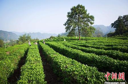 安徽祁门红茶荣获36个世界红茶产品质量奖项