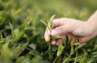 绿茶的保存期限：家庭储存绿茶的五大关键因素