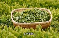 龙井43号：绿茶中的顶级品种