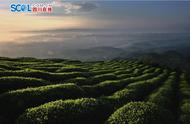 蒙顶山：茶树的起源地